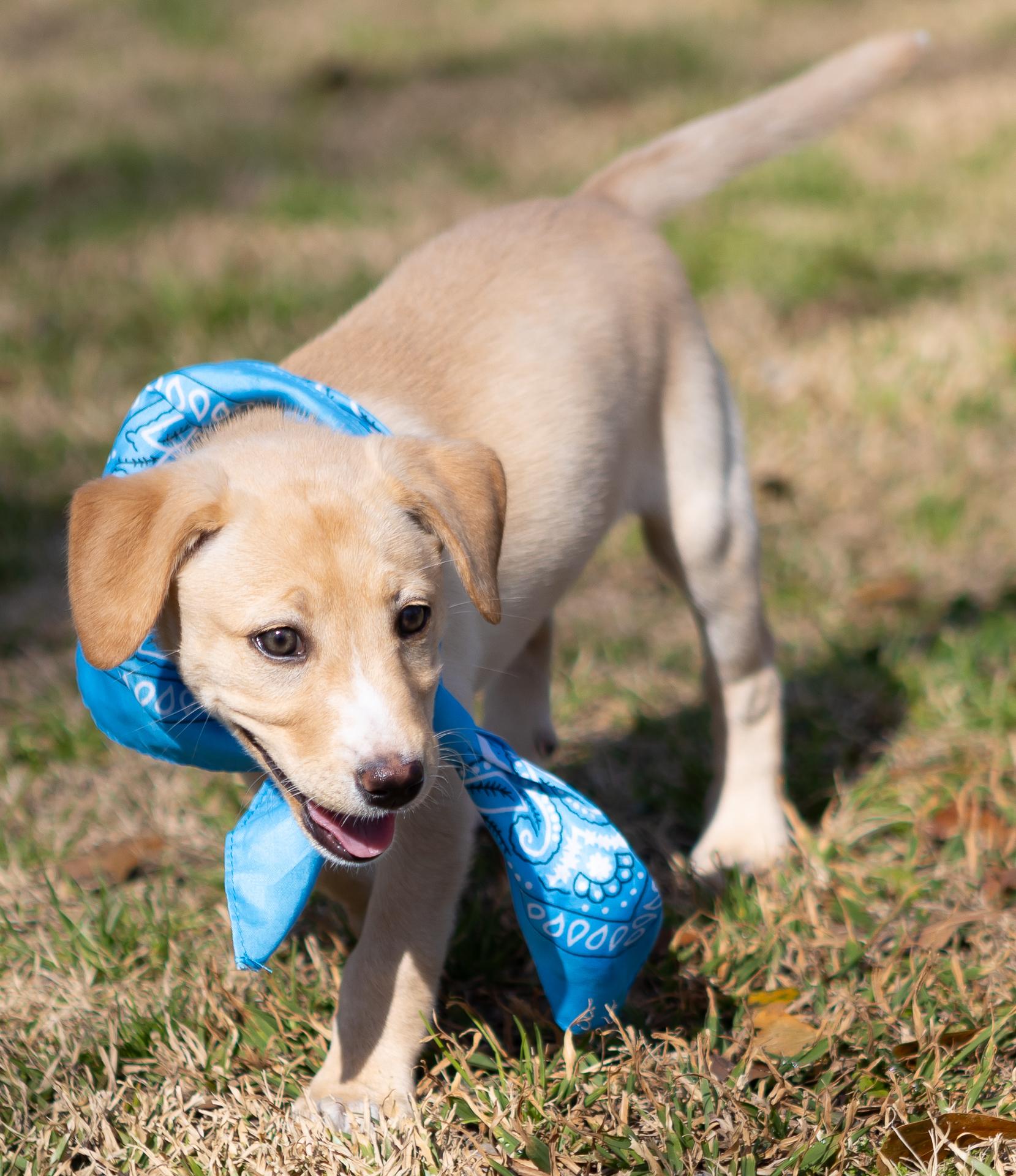 Enlarge Eloise, an adopted mixed breed in Zachary, LA image 5/6