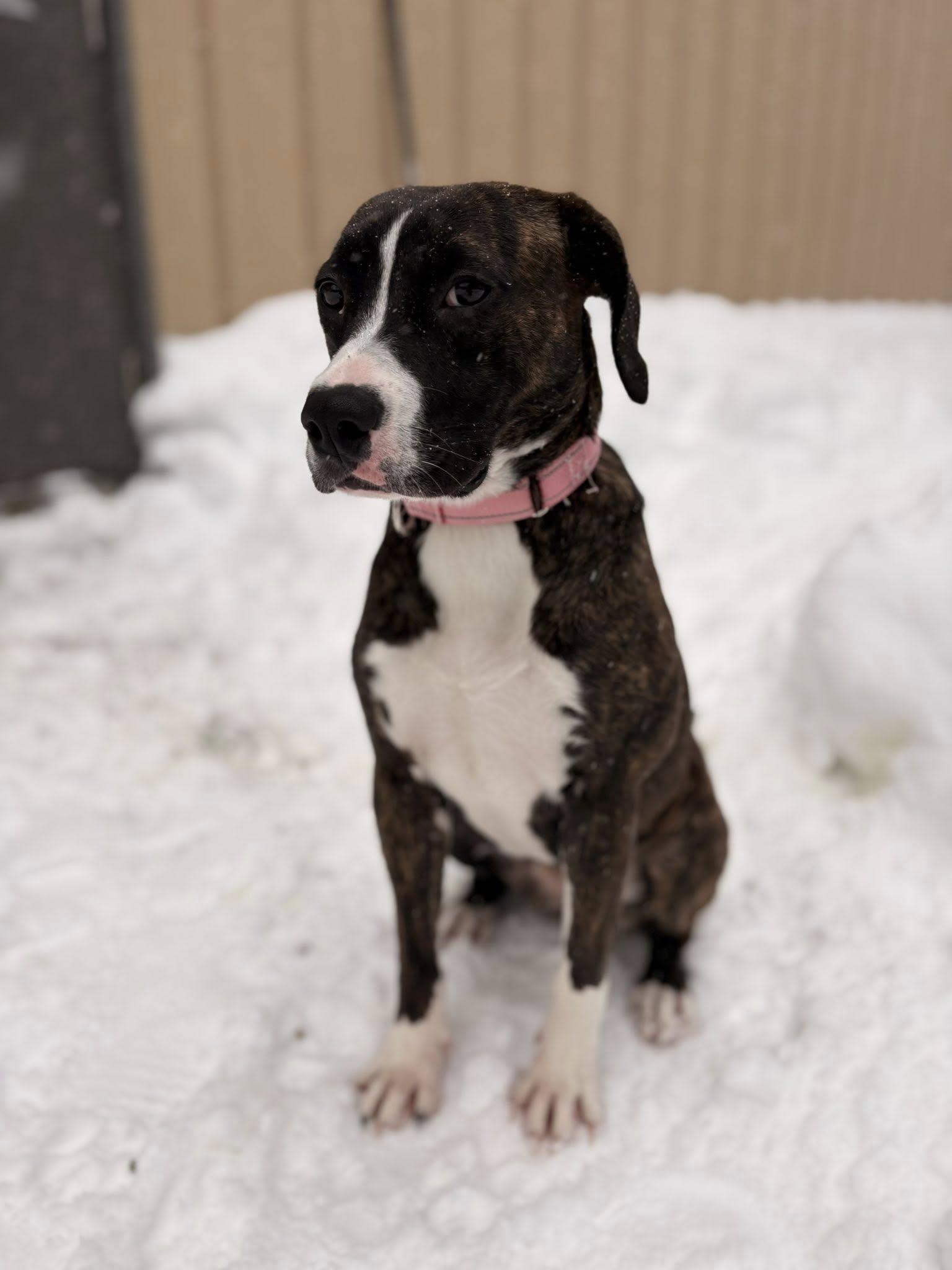 Edith, ADOPTABLE, Young Female Pit Bull Terrier.