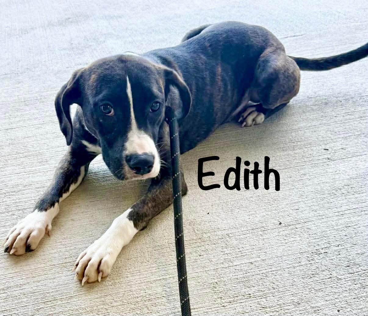 Enlarge Edith, a ADOPTABLE mixed breed in Pembroke, MA image 3/3