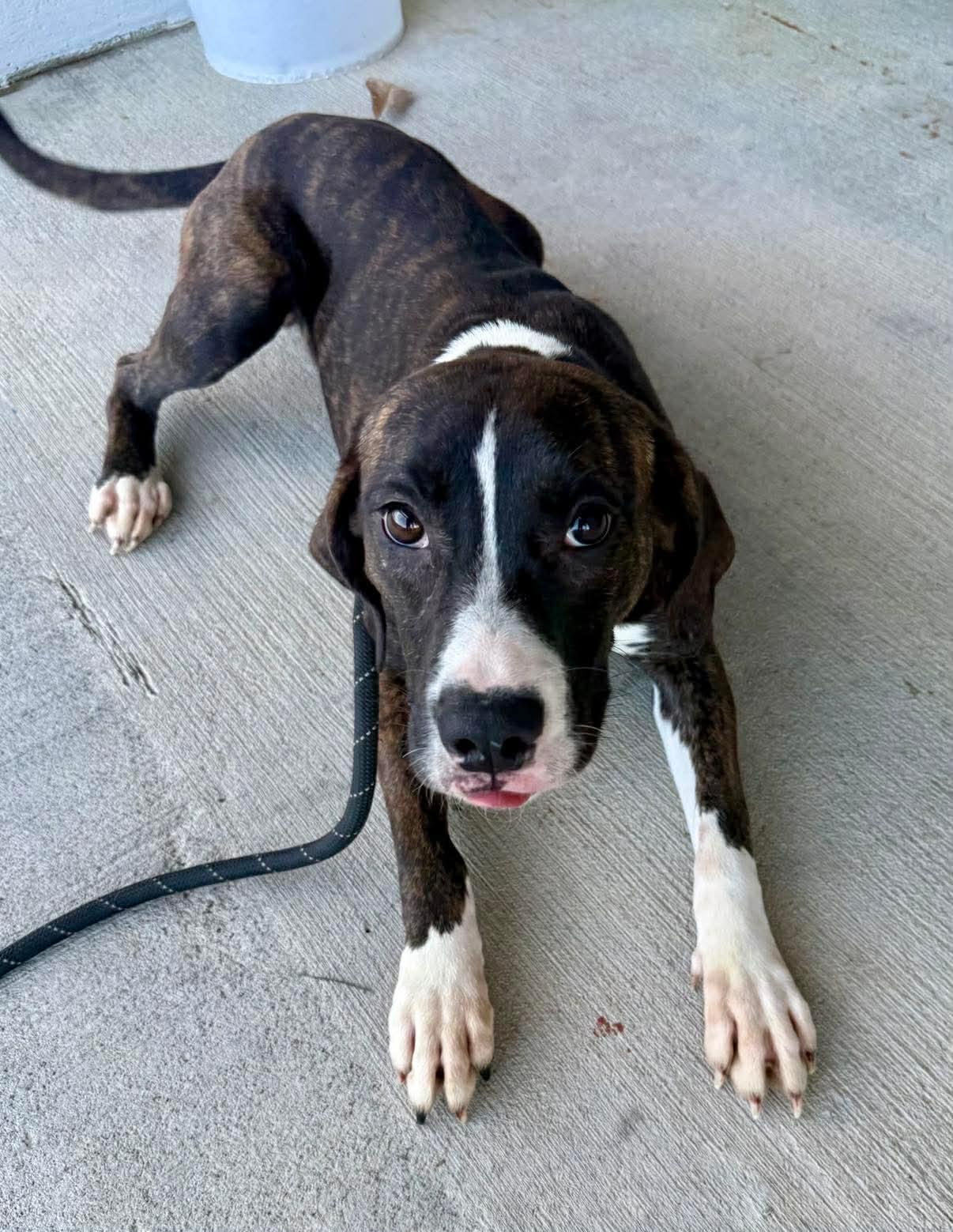 Enlarge Edith, a ADOPTABLE mixed breed in Pembroke, MA image 2/3