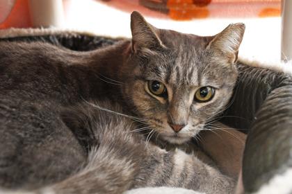 Enlarge Jay, a Adoptable mixed breed in Scotia, NY image 1/3