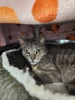 Enlarge Jay, a Adoptable mixed breed in Scotia, NY image 2/3