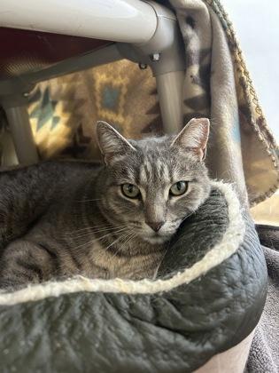Jay, a Adoptable mixed breed in Scotia, NY image 2/3