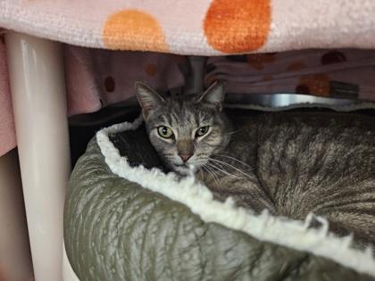 Enlarge Jay, a Adoptable mixed breed in Scotia, NY image 3/3