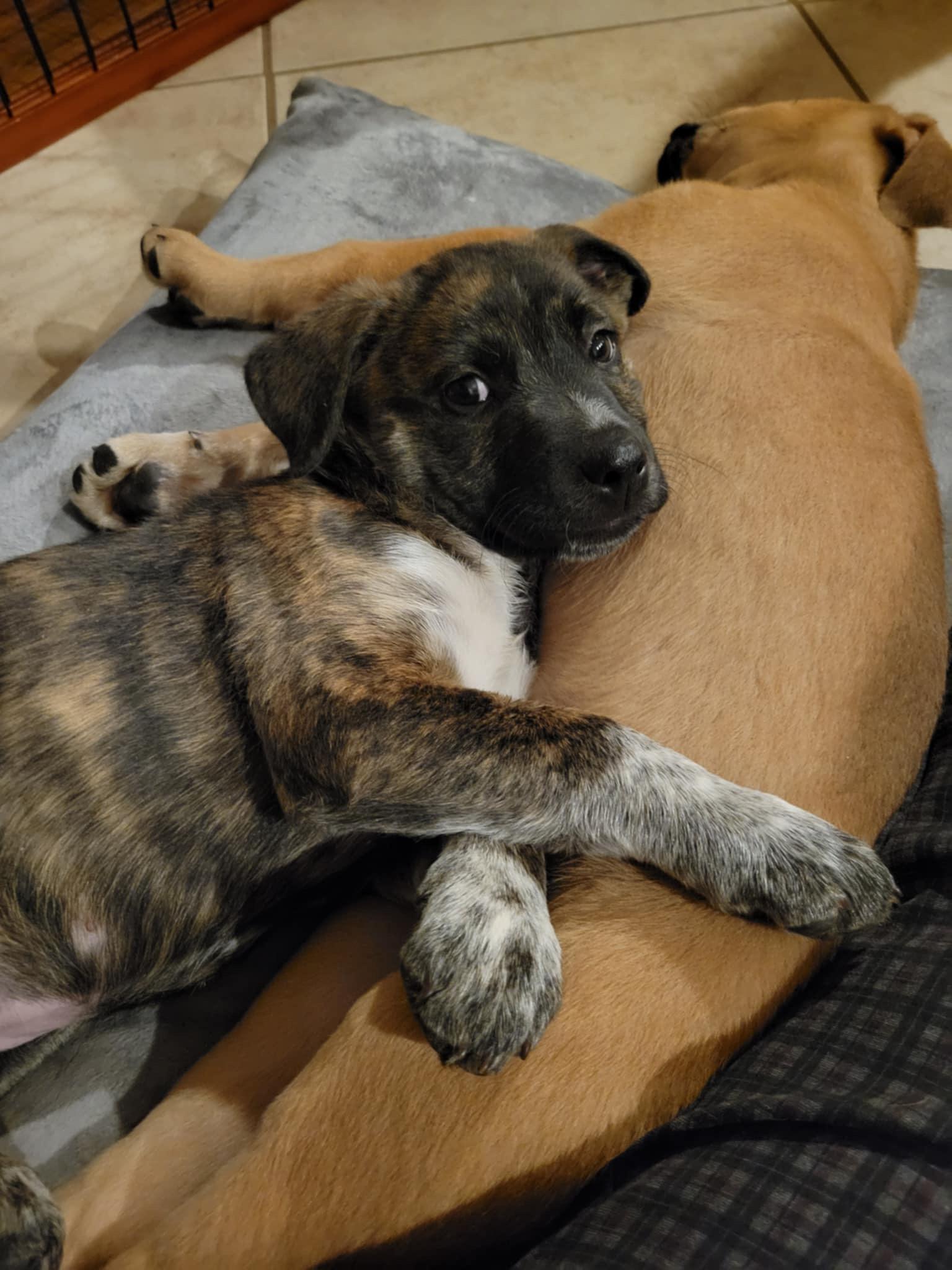 Pepperoncini, Adoptable, Puppy Female Catahoula Leopard Dog.