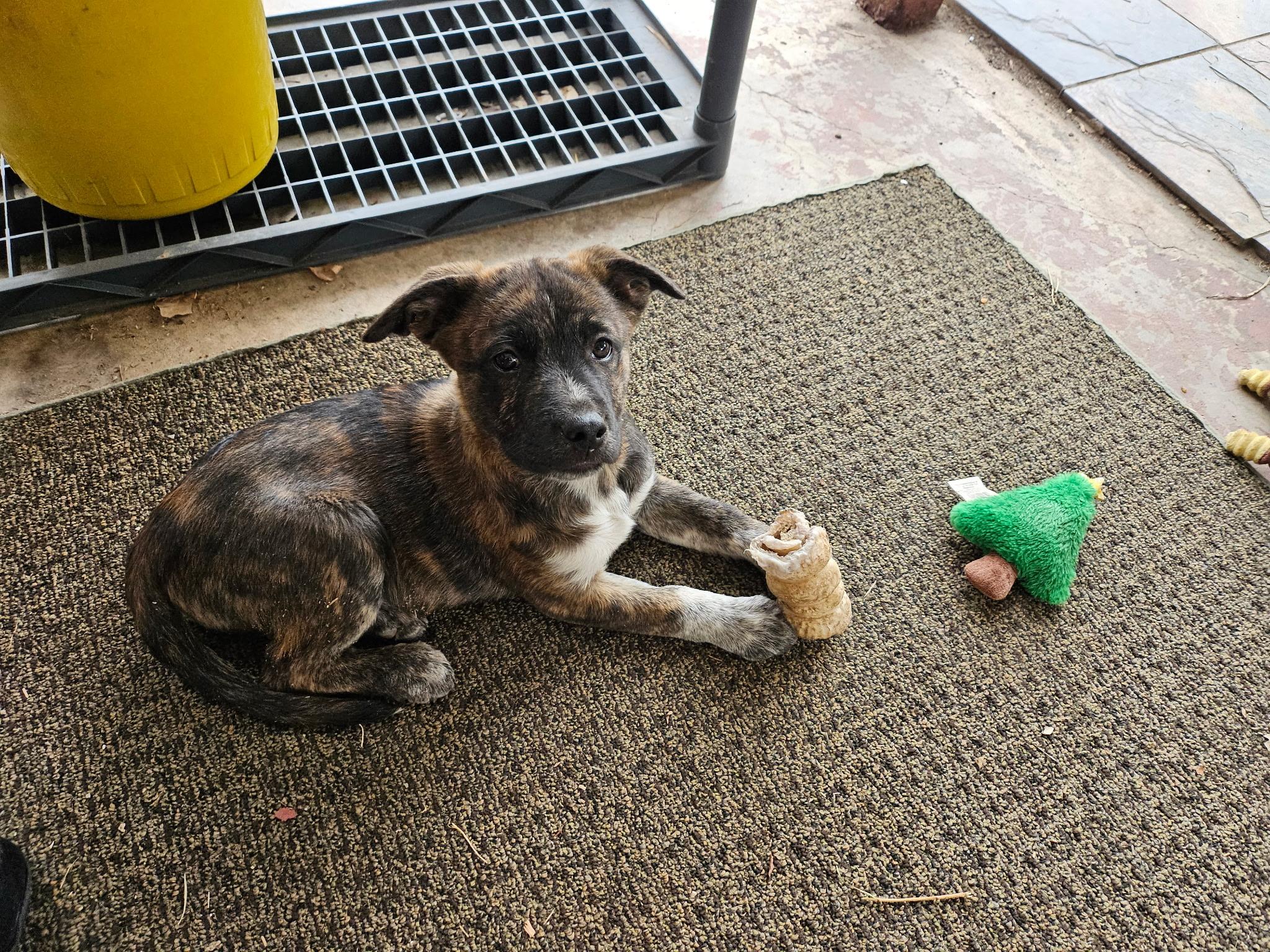 Enlarge Pepperoncini, a Adoptable mixed breed in Evergreen, CO image 2/2