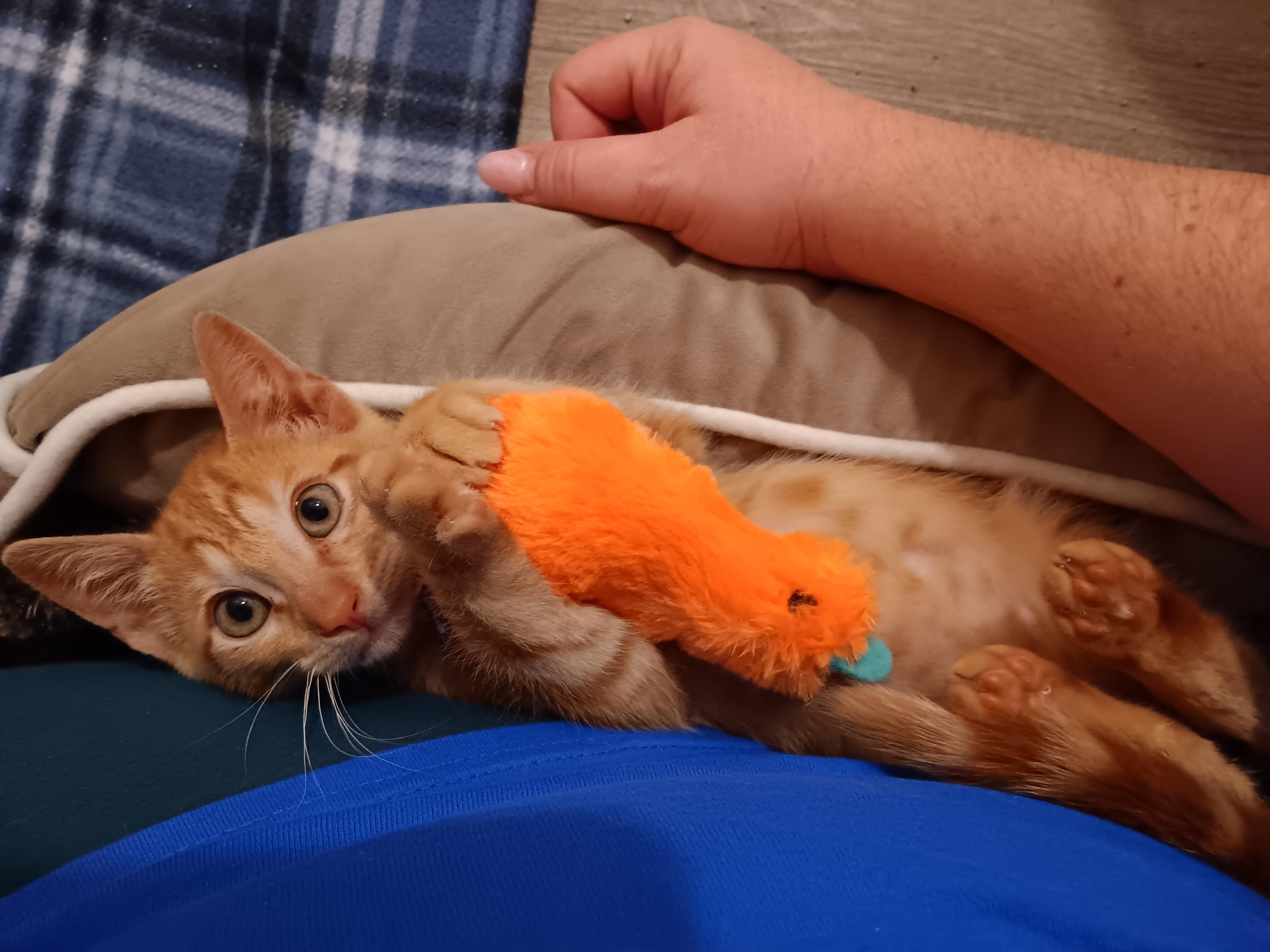 Ember, a Adoptable Tabby in Tracy, CA image 2/4