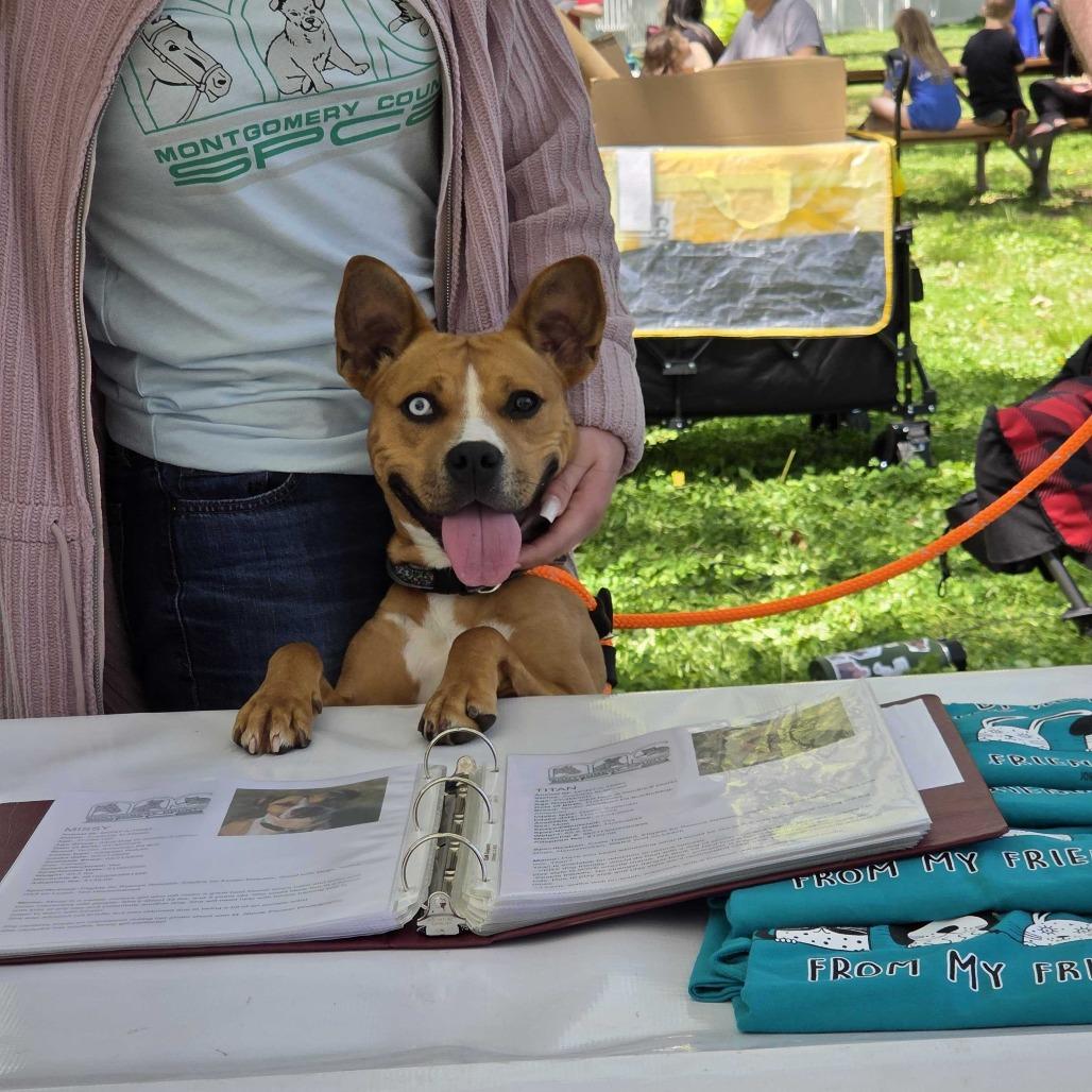 Enlarge "Roo", a Adoptable mixed breed in Conshohocken, PA image 1/4