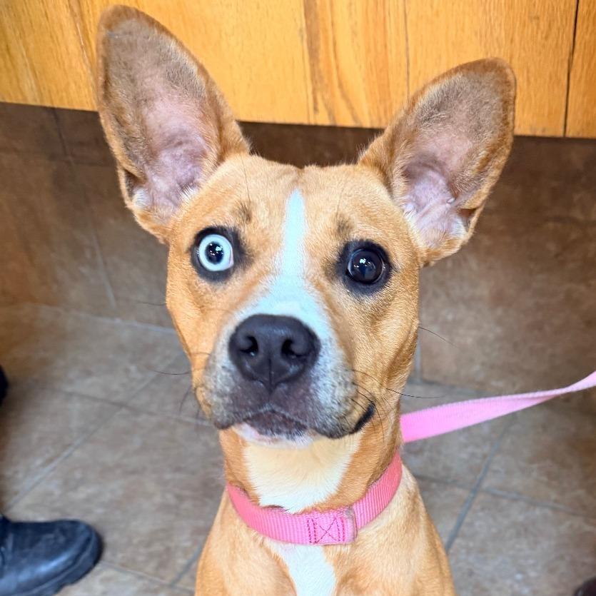 Enlarge "Roo", a Adoptable mixed breed in Conshohocken, PA image 2/4