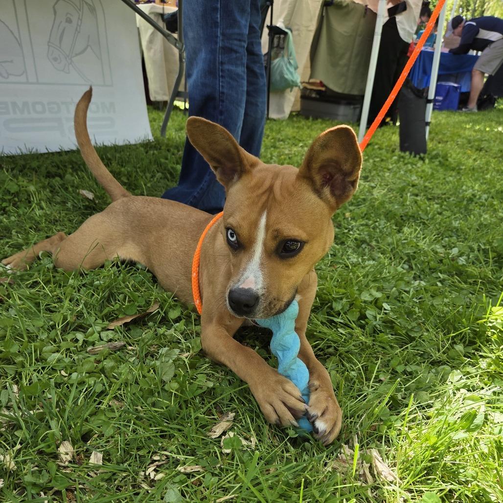 Enlarge "Roo", a Adoptable mixed breed in Conshohocken, PA image 3/4
