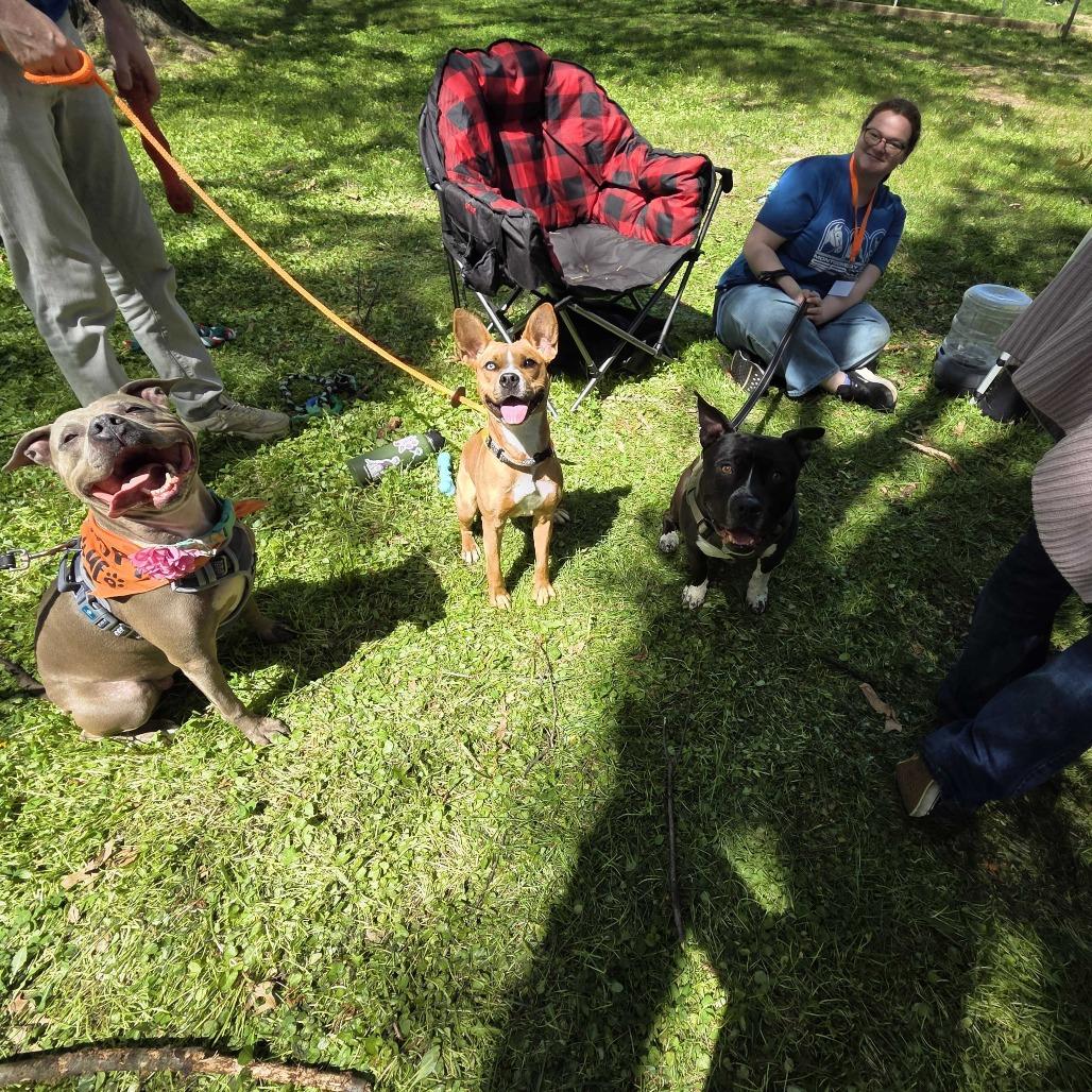 Enlarge "Roo", a Adoptable mixed breed in Conshohocken, PA image 4/4