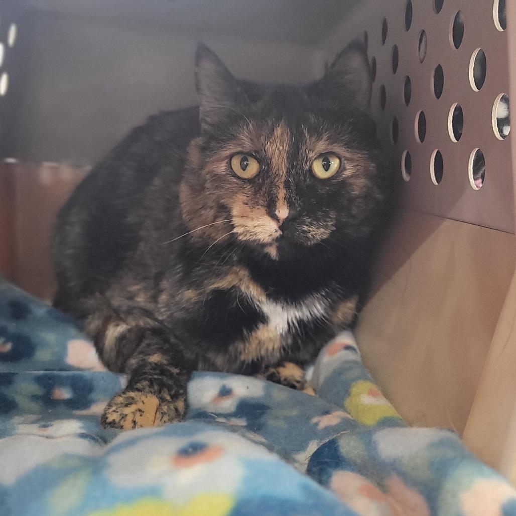 Enlarge Callie (Horseheads Petsmart), a Adoptable Domestic Short Hair in East Smithfield , PA image 1/6