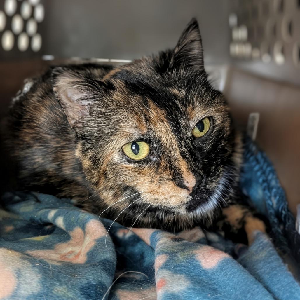 Enlarge Callie (Horseheads Petsmart), a Adoptable Domestic Short Hair in East Smithfield , PA image 2/6