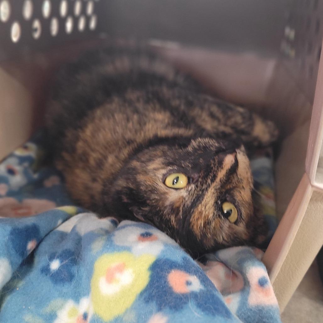 Enlarge Callie (Horseheads Petsmart), a Adoptable Domestic Short Hair in East Smithfield , PA image 3/6