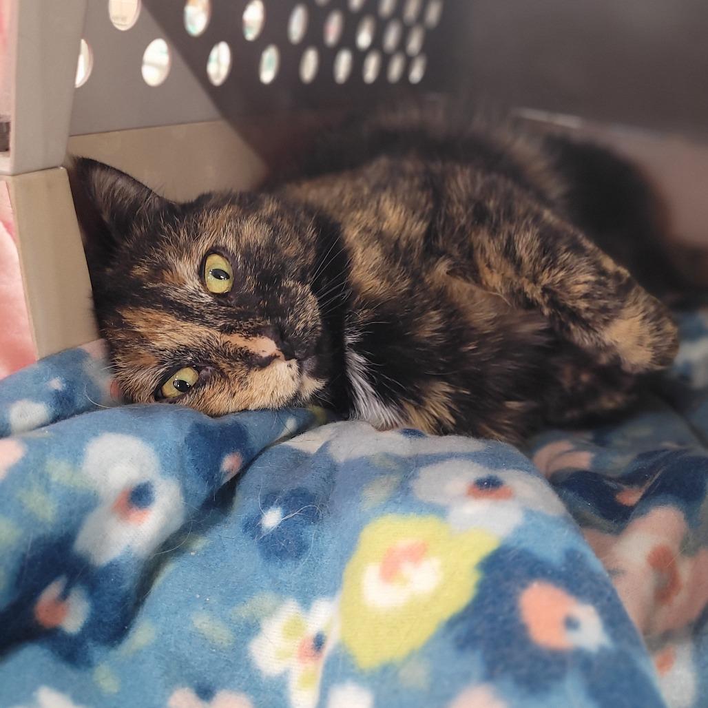 Enlarge Callie (Horseheads Petsmart), a Adoptable Domestic Short Hair in East Smithfield , PA image 4/6