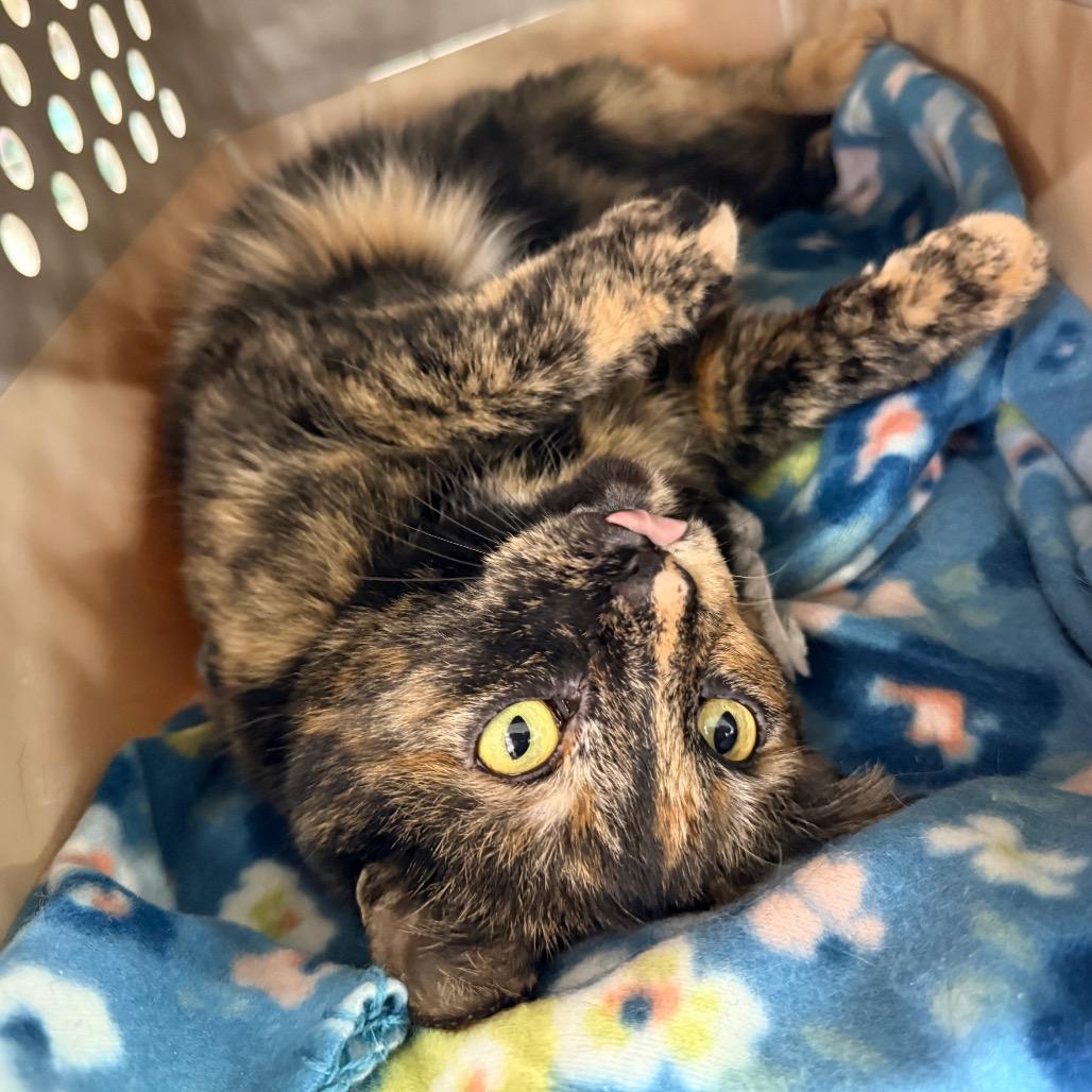 Enlarge Callie (Horseheads Petsmart), a Adoptable Domestic Short Hair in East Smithfield , PA image 5/6