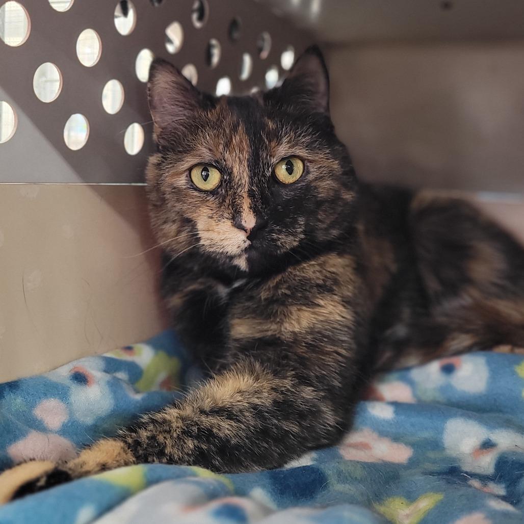 Enlarge Callie (Horseheads Petsmart), a Adoptable Domestic Short Hair in East Smithfield , PA image 6/6