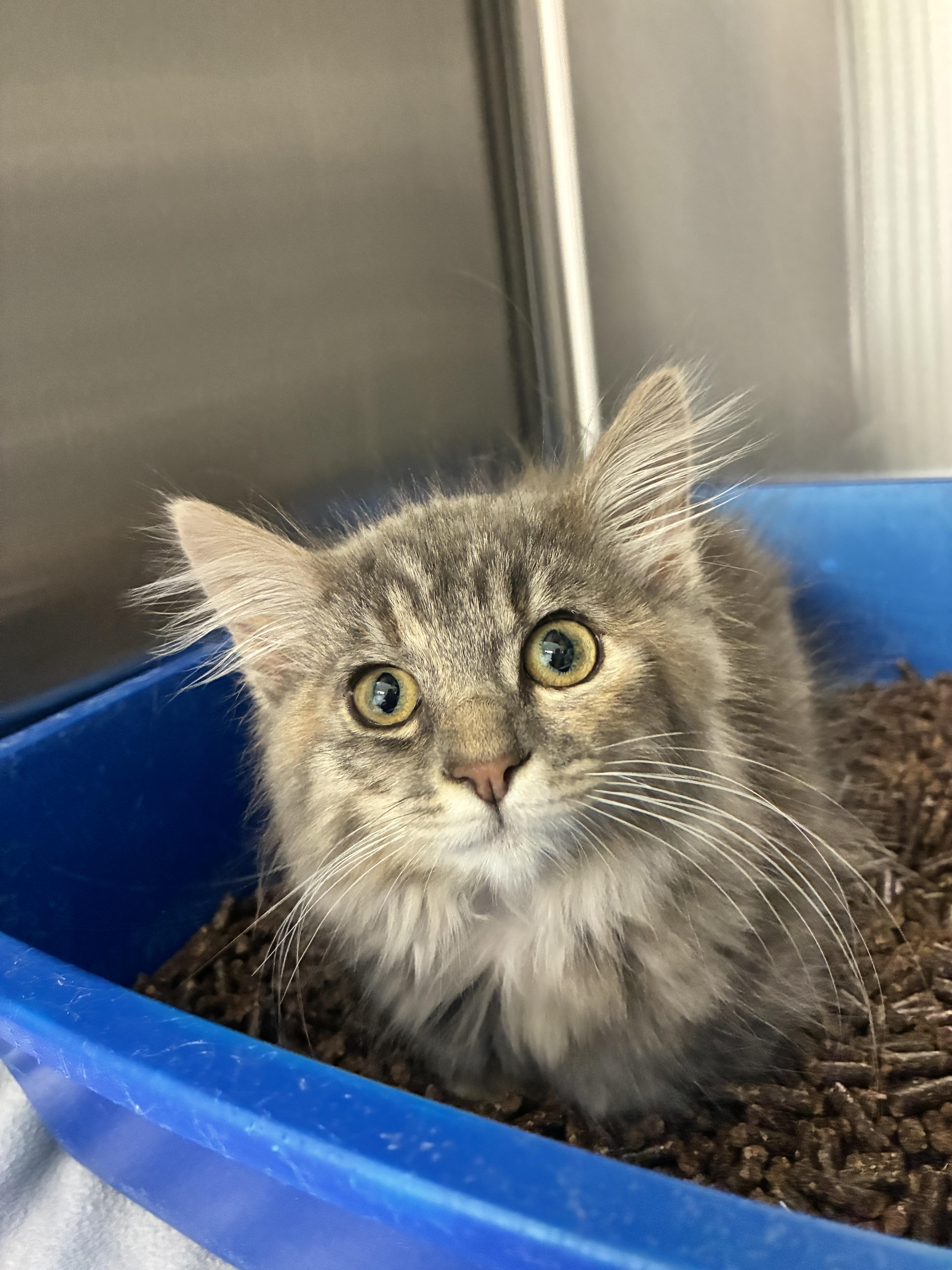 Grayson, Adoptable, Kitten Female Domestic Long Hair.