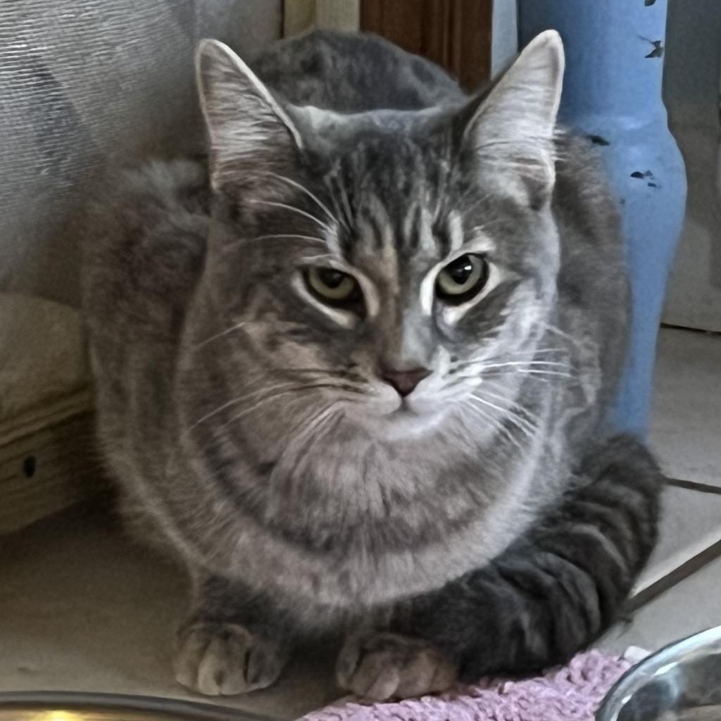 Stream, Adoptable, Adult Female Domestic Short Hair.