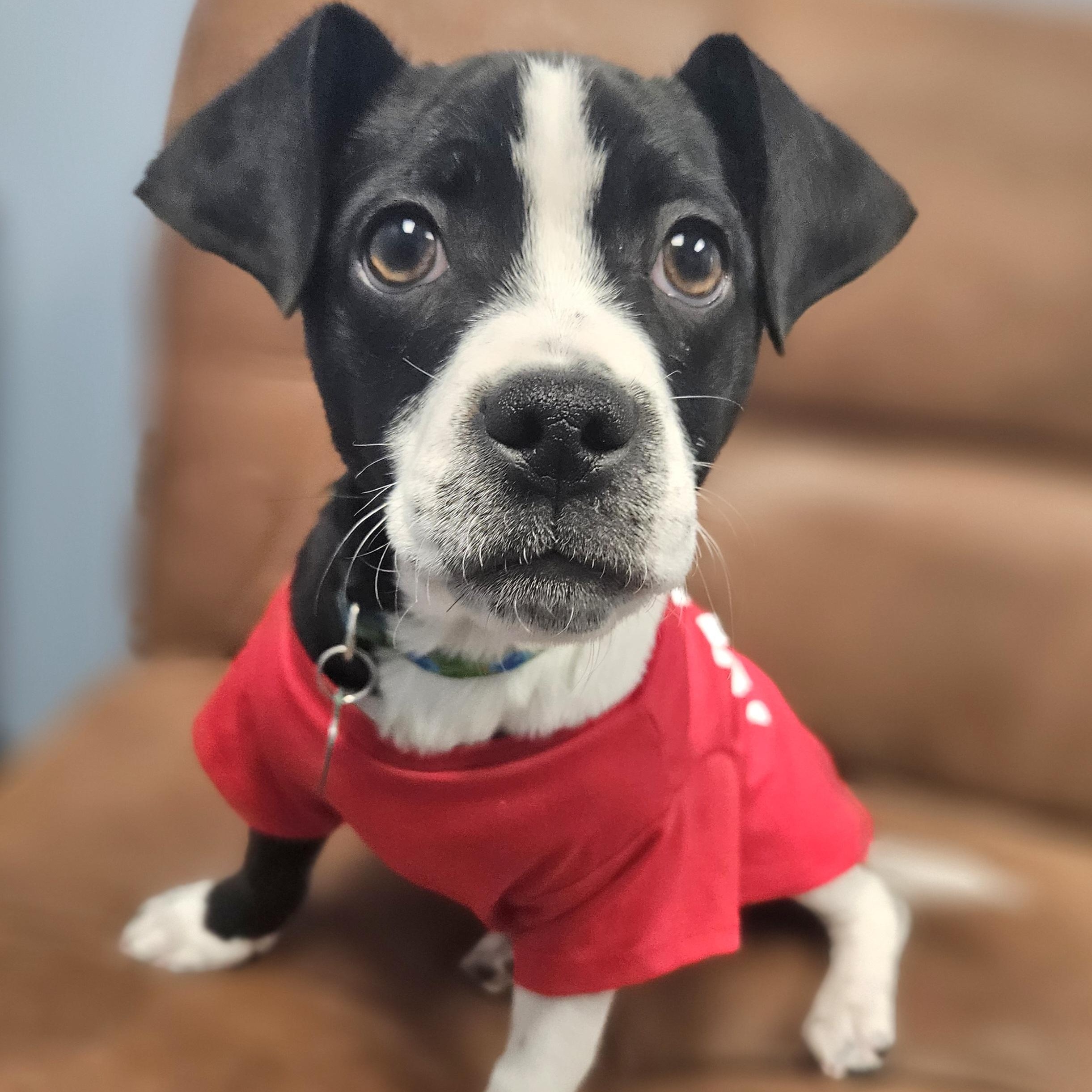 Enlarge Mase, a Adoptable mixed breed in Livonia, MI image 1/6