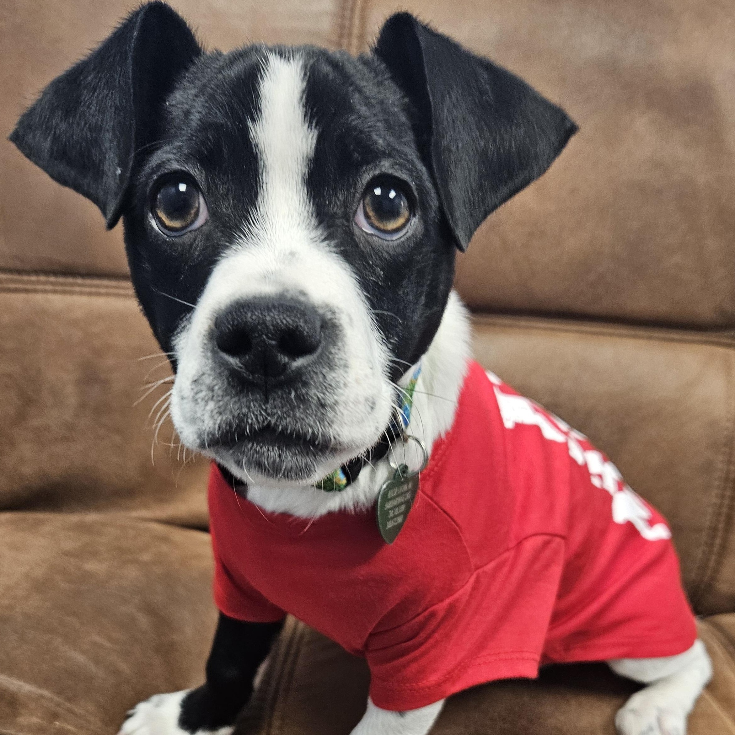 Enlarge Mase, a Adoptable mixed breed in Livonia, MI image 2/6