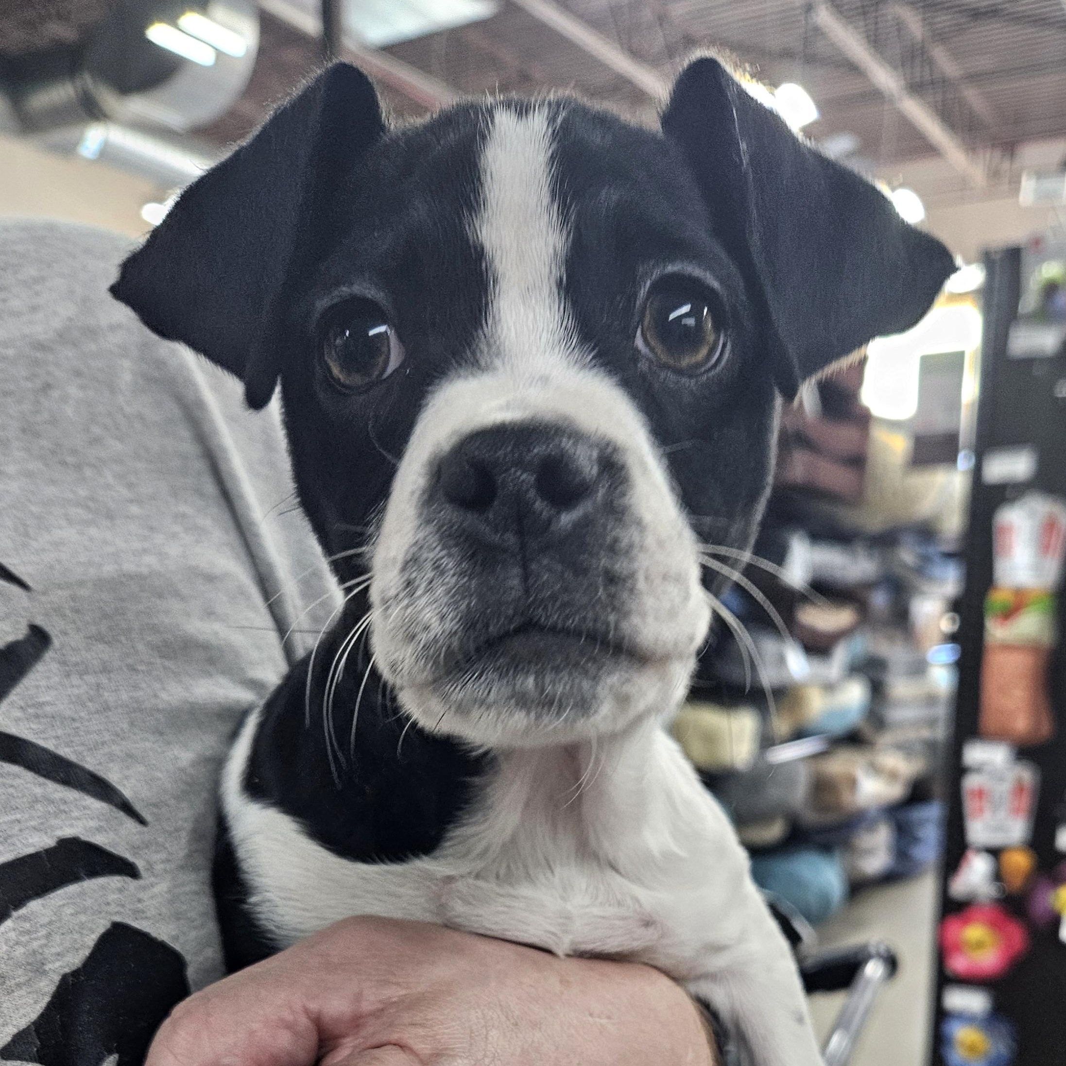 Enlarge Mase, a Adoptable mixed breed in Livonia, MI image 6/6