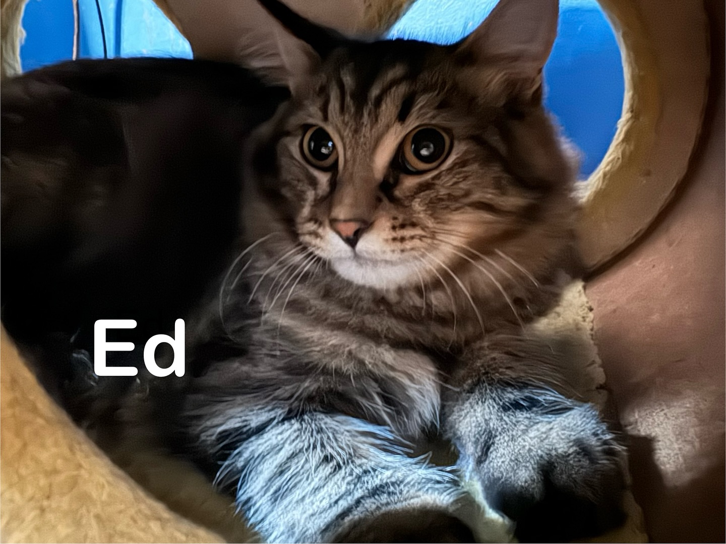 Enlarge Ed, a Adoptable Domestic Medium Hair in Rochester, NY image 1/1