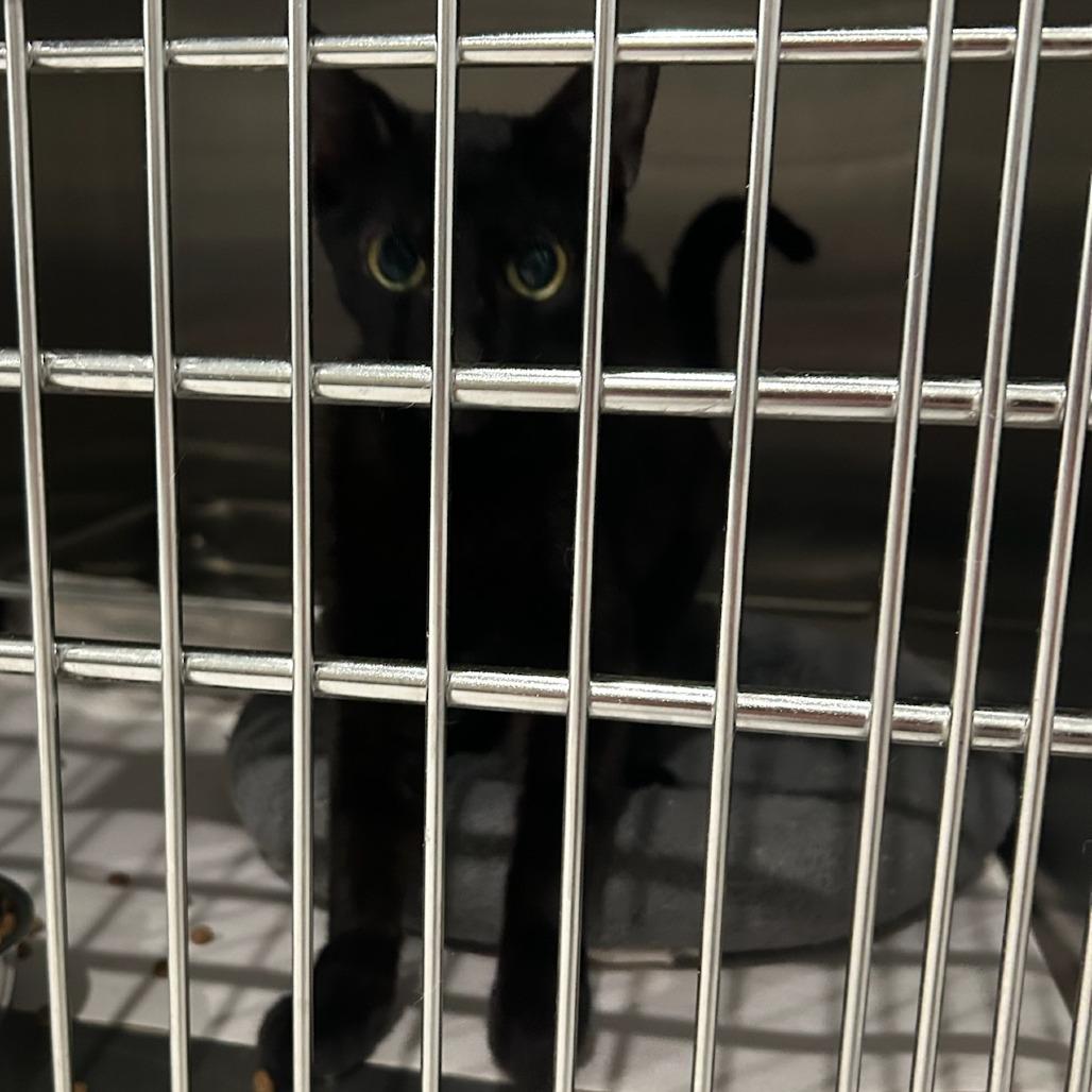 Edna, Adoptable, Young Female Domestic Short Hair.