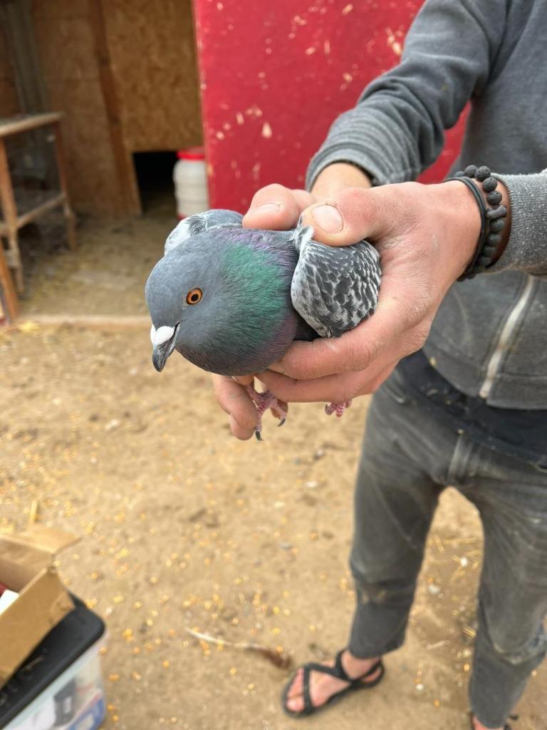 Parle / Pia, Adoptable, Adult Male Pigeon.