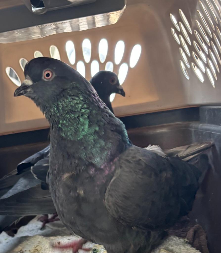 Parle / Pia, a Adoptable Pigeon in Eagle Mountain, UT image 2/4