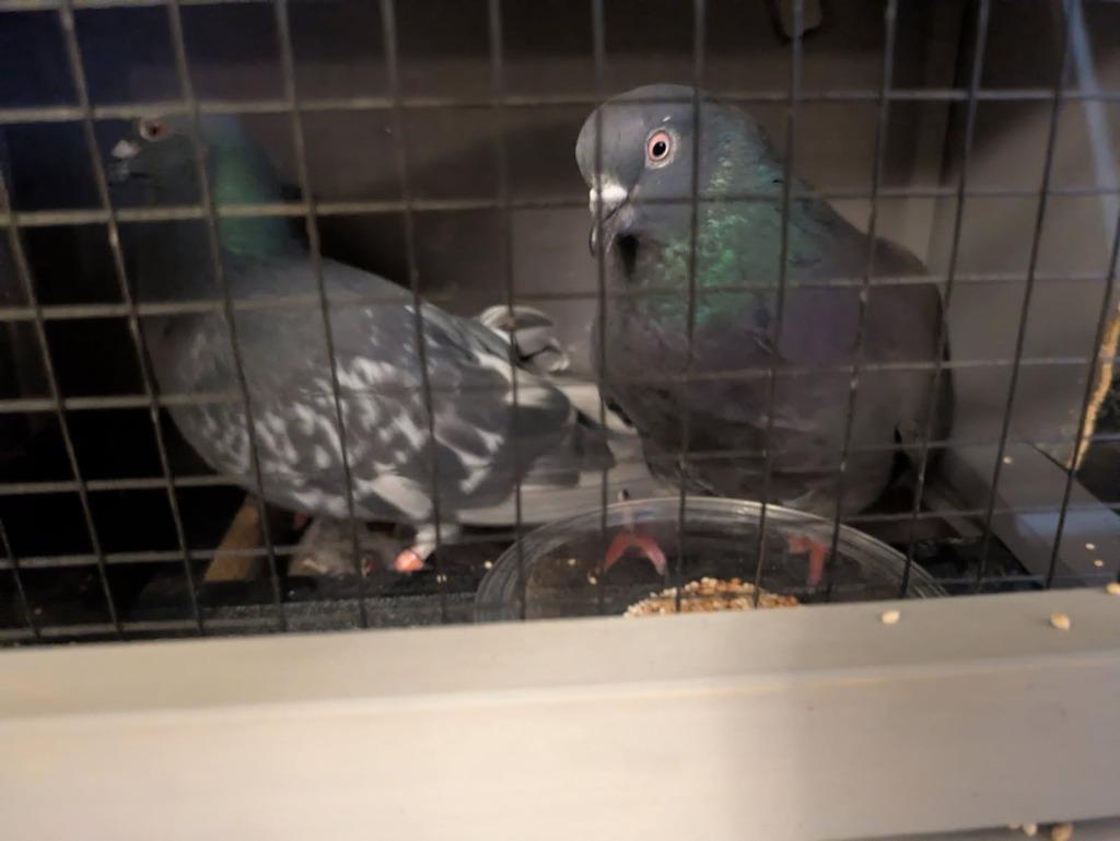 Parle / Pia, a Adoptable Pigeon in Eagle Mountain, UT image 3/4