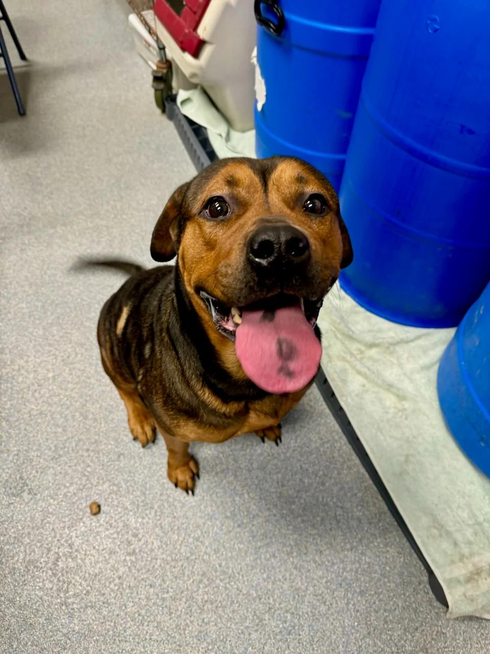 Enlarge Honey, a Adoptable mixed breed in St. Joseph, MI image 1/1