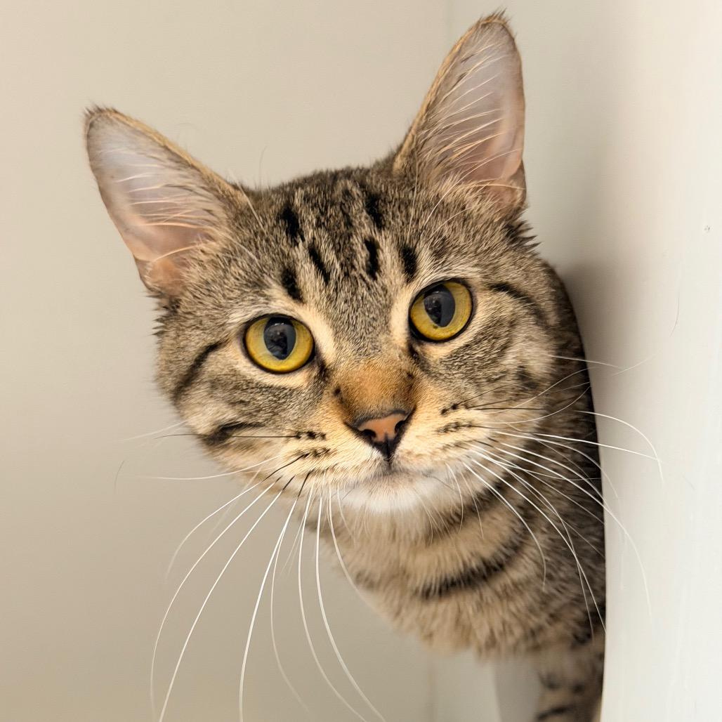 Mommo — thumbnail 3