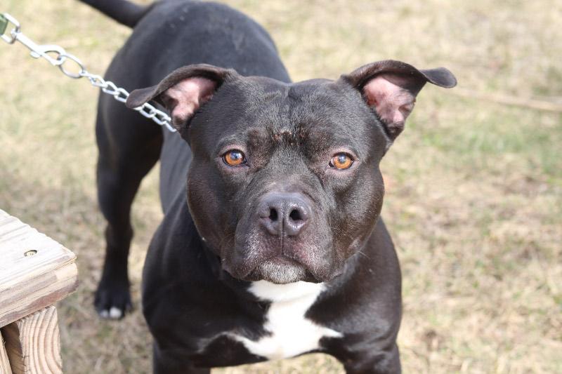 Enlarge Carbon, a ADOPTABLE Mixed Breed in Ionia, MI image 1/5