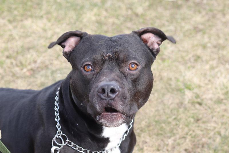 Enlarge Carbon, a ADOPTABLE Mixed Breed in Ionia, MI image 3/5