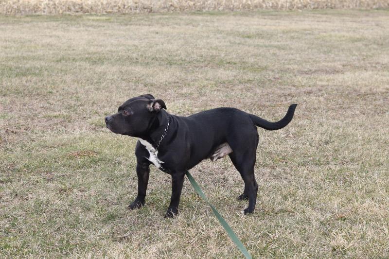 Enlarge Carbon, a ADOPTABLE Mixed Breed in Ionia, MI image 4/5