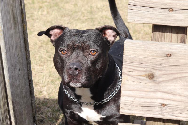 Enlarge Carbon, a ADOPTABLE Mixed Breed in Ionia, MI image 2/5