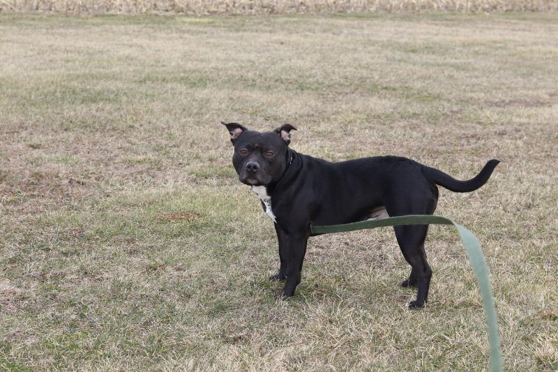 Enlarge Carbon, a ADOPTABLE Mixed Breed in Ionia, MI image 5/5