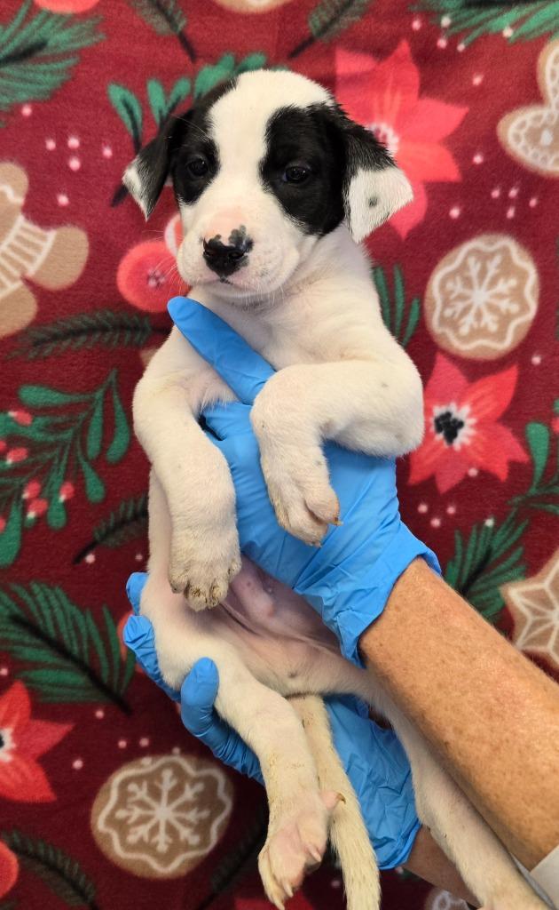 Blitzen, Adoptable, Puppy Male Mixed Breed.
