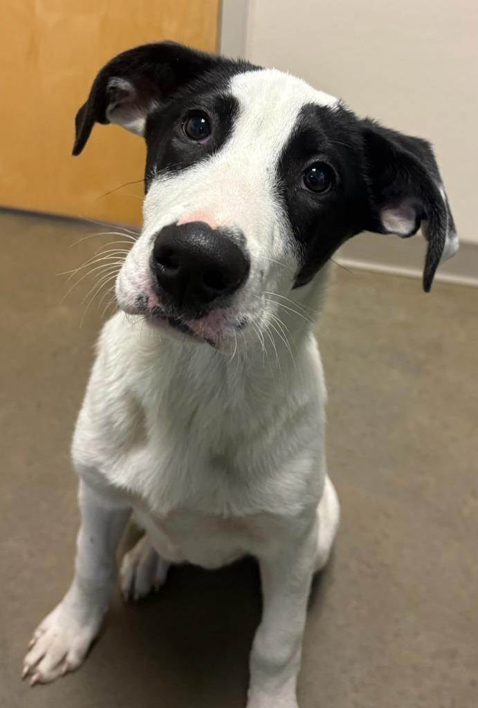 Enlarge Blitzen, a Adoptable mixed breed in Murphysboro, IL image 1/4