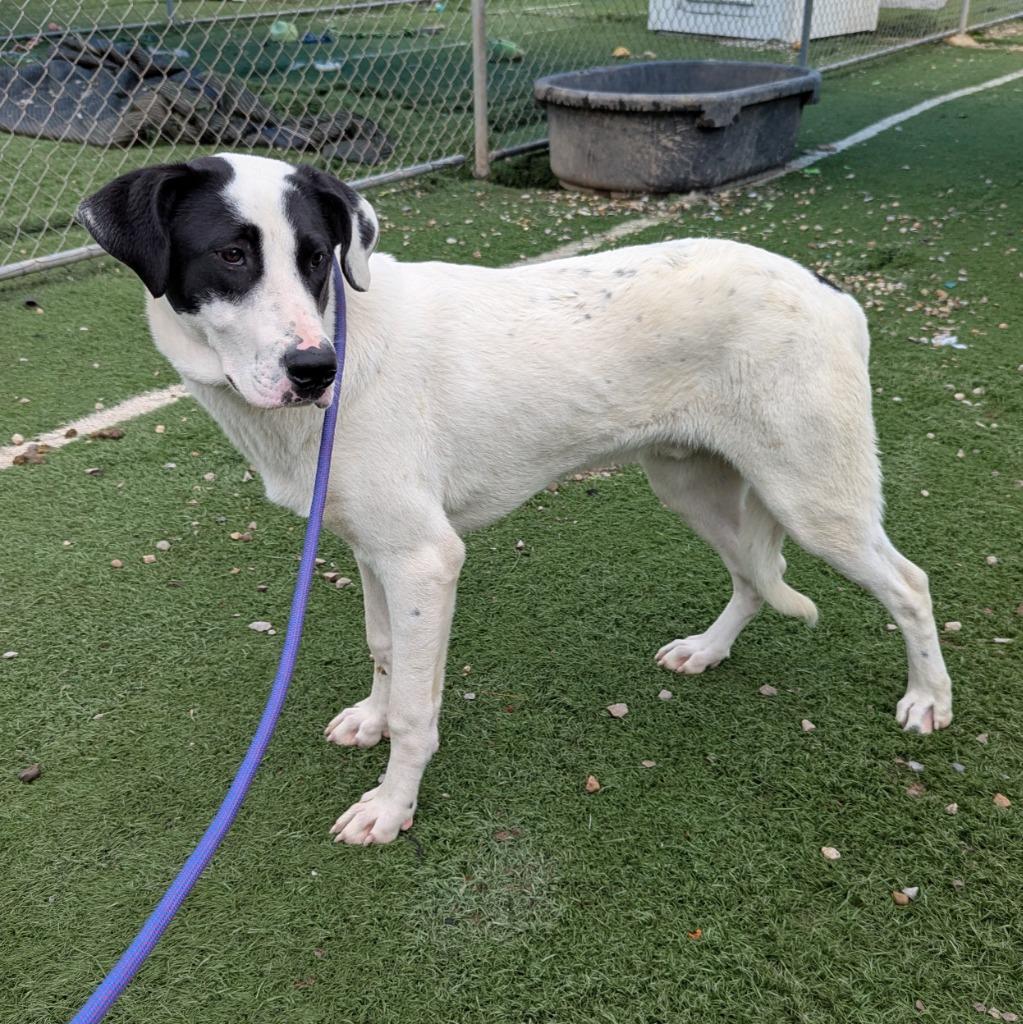 Blitzen, a Adoptable mixed breed in Murphysboro, IL image 2/6