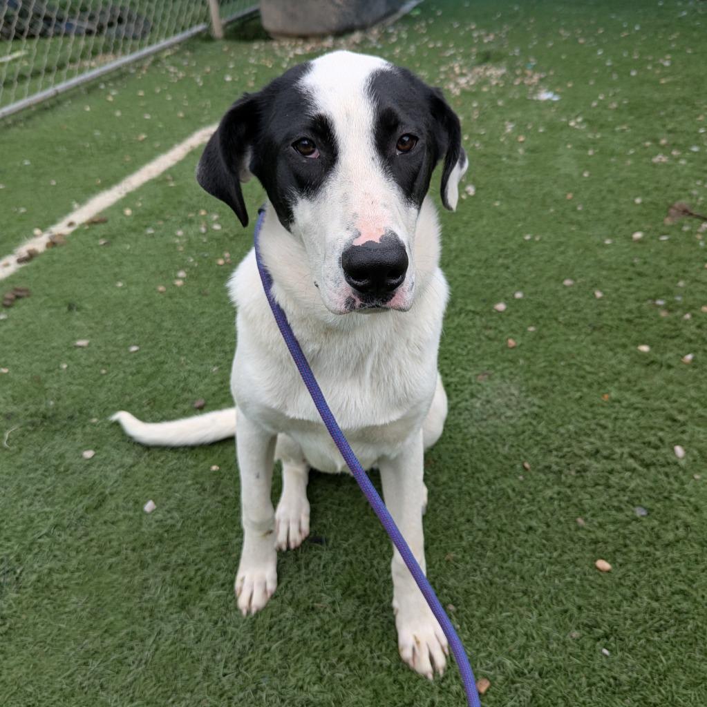 Blitzen, a Adoptable mixed breed in Murphysboro, IL image 3/6
