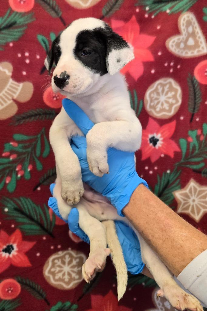 Enlarge Blitzen, a Adoptable mixed breed in Murphysboro, IL image 2/4