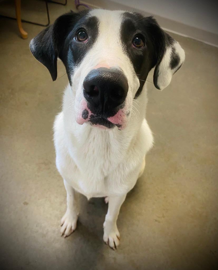 Blitzen, a Adoptable mixed breed in Murphysboro, IL image 5/6