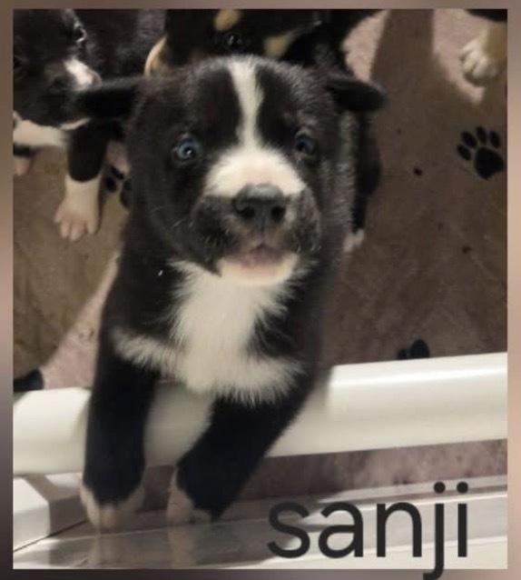 One Piece Litter  thumbnail 2