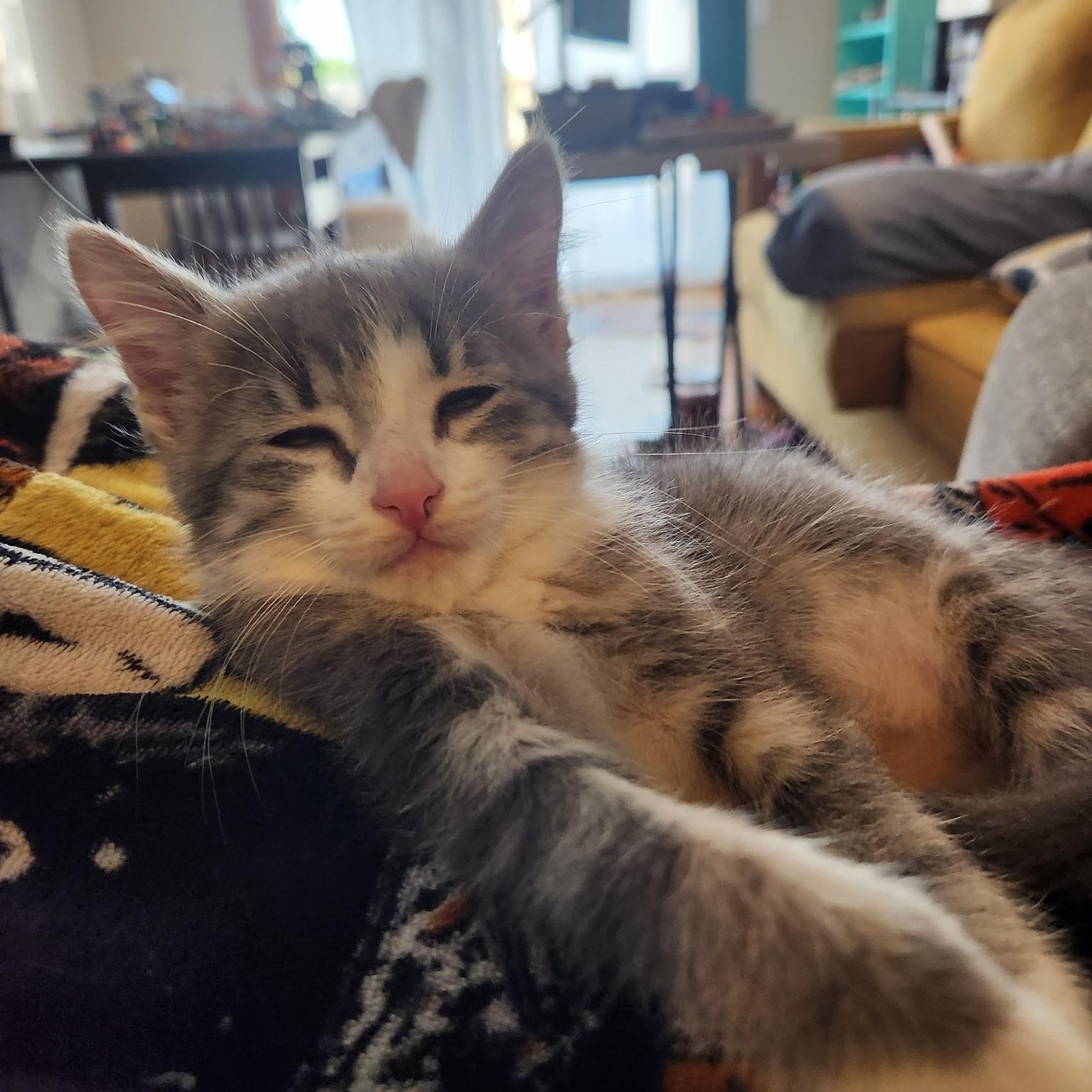 Muffin, ADOPTABLE, Kitten Female Domestic Short Hair & Tabby.