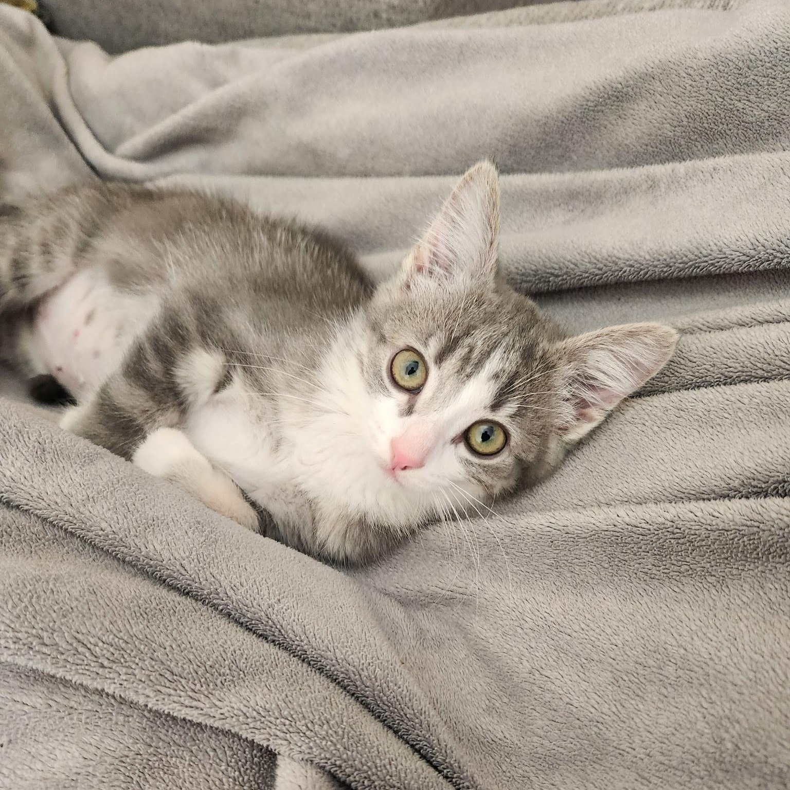 Muffin, ADOPTABLE, Kitten Female Domestic Short Hair & Tabby.