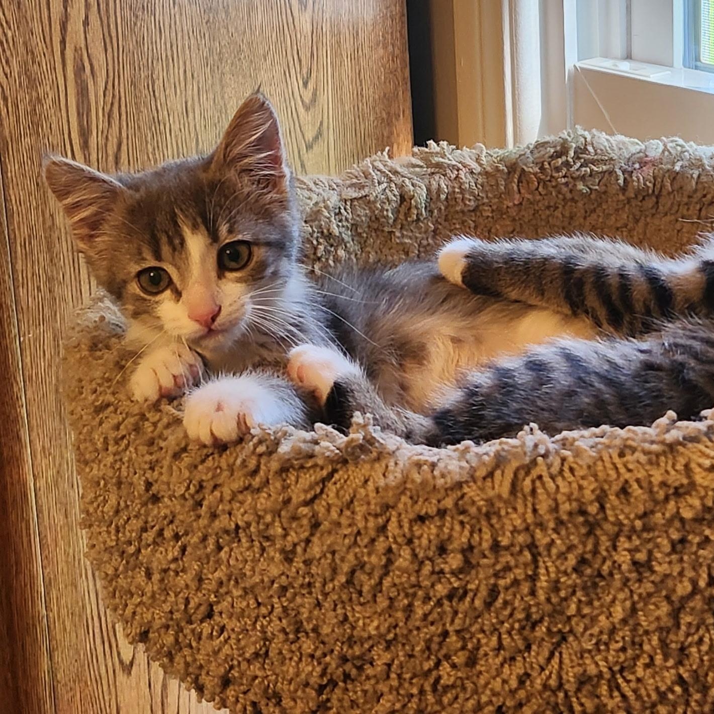 Muffin, a ADOPTABLE mixed breed in Omaha, NE image 3/4