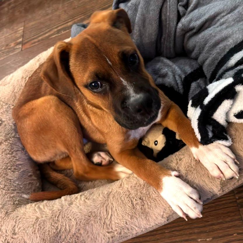 Enlarge Zeus, a Adoptable Mixed Breed in Jacksonville Beach, FL image 1/2