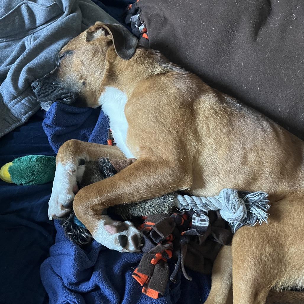 Enlarge Zeus, a Adoptable Mixed Breed in Jacksonville Beach, FL image 2/2